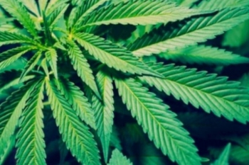 A maconha legal nos EUA já rende mais de 1 bilhão – mas cientistas estão preocupados com o impacto dessa nova indústria na natureza A maconha legal nos EUA já rende mais de 1 bilhão – mas cientistas estão preocupados com o impacto dessa nova indústria na natureza