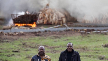 Cremação visa combater o tráfico de marfim, que dizima elefantes na África